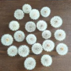 2026年最新】たんぽぽの綿毛の人気アイテム - メルカリ