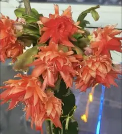 2026年最新】シャコバサボテンの人気アイテム - メルカリ