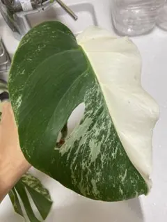 ここあ様 リクエスト 2点 まとめ商品