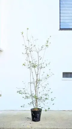 2026年最新】ミツバツツジの人気アイテム - メルカリ