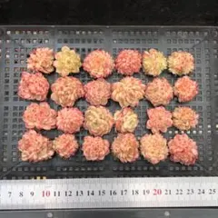 Top 多肉植物 2026-0324-MLJP021 セット エケベリア