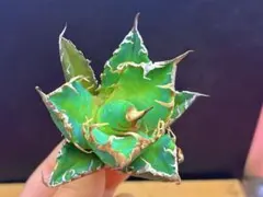 2159アガベ チタノタ パリー トランカータ オリザバ 鮮明錦 - メルカリ