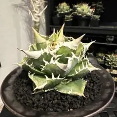 2025年最新】大白鯊 アガベの人気アイテム - メルカリ