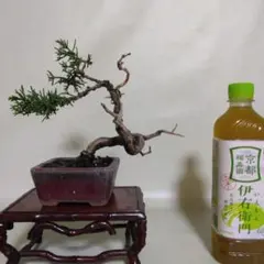 2026年最新】五葉松の人気アイテム - メルカリ