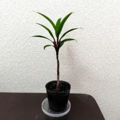 コルジリネ パープルコンパクタ