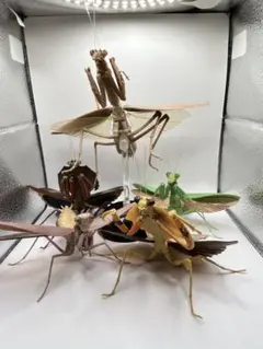 いきもの大図鑑 ニセハナマオウカマキリ成体 メス - メルカリ
