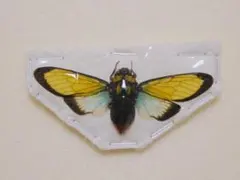 パナマ産カリニーニキンイロコガネ 21mm - メルカリ