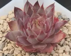 センペルクレージつばささん命名 夕 波 （5） Sempervivum センペル