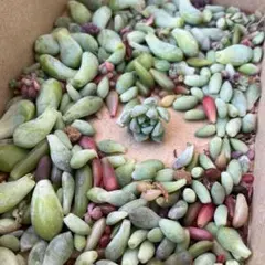 つぶつぶセダムの葉っぱ100枚　ばら撒き用 【プロリフェラカット苗付き】