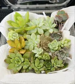 多肉植物　寄せ植えセット