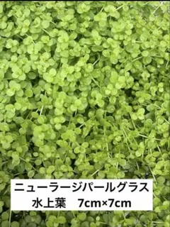 ニューラージパールグラス 水上葉のサムネイル