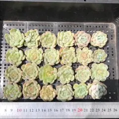 カ*リ様 多肉植物 20個 2026-0811MLJP-047 コーラル ウィス - メルカリ