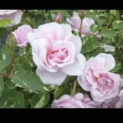 ハッピーママ様 リクエスト 2点 まとめ商品