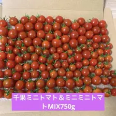 熊本県産ミニトマト（千果）800g - メルカリ