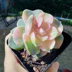 2026年最新】ラブリーローズ錦の人気アイテム - メルカリ