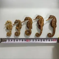タツノオトシゴ 乾燥標本・特上 【開運 縁起物・希少】 大 タツノオトシゴ 乾燥標本・特上 【開運 縁起物・希少】 大 - メルカリ