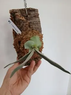 格好良くて育てやすい　ビフルカッムcv.オールド　希少株原種　株分け品 格好良くて育てやすい ビフルカッムcv.オールド 希少株 大株 - メルカリ