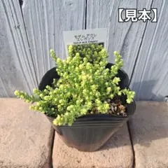 りこもこ様 リクエスト 5点 まとめ商品