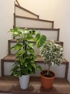 まるまるまる様　専用ページ