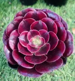 多肉植物 アエオニウム 4苗4種 抜き苗 名前付き発送 - メルカリ