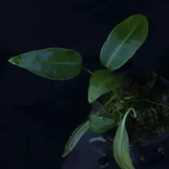 2026年最新】アンスリウムワロクアーナムの人気アイテム - メルカリ