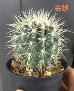 エキノカクタス　platyacantus 20苗 抜き苗 エキノカクタス・プラティアカントゥス | Botanical Archive