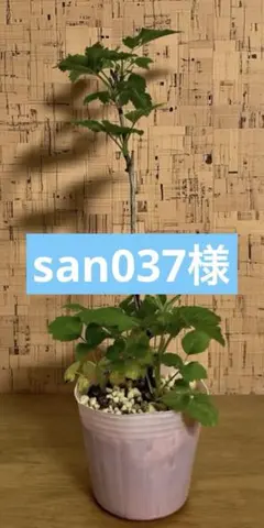 2026年最新】ラズベリー グレンアンプルの人気アイテム - メルカリ