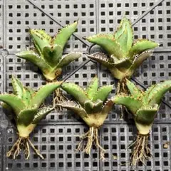 1528 アガベ チタノタ 緑サイ 優良血統子株 5株同梱 - メルカリ