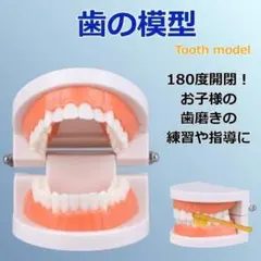 2025年最新】歯科教材の人気アイテム - メルカリ