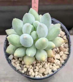 多肉植物 オレンジスノーボール 抜き苗 6cm鉢 - メルカリ