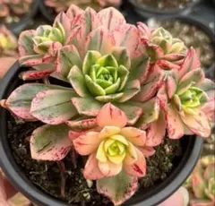 アエオニウム  甜茶錦（ブロンズメタル錦）⭐️お買い得、超特大　プーケ型 アエオニウム 甜茶錦（ブロンズメタル錦）⭐️お買い得、超特大