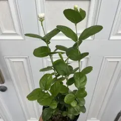 ハゼ様 リクエスト 2点 まとめ商品