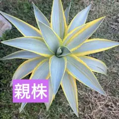 アガベ ブルームーン 銀河旅人 34cm - メルカリ