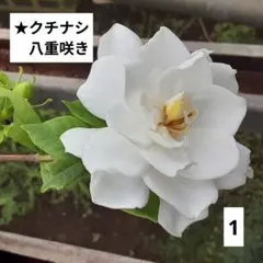 すみれ様 リクエスト 3点 まとめ商品