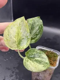 2026年最新】スキンダプサスの人気アイテム - メルカリ