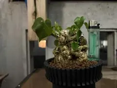 2025年最新】オオハマボウの人気アイテム - メルカリ