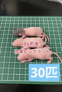 2026年最新】冷凍ラットの人気アイテム - メルカリ