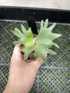 選抜 dwarf willinckii totoro × veitchii 陽炎 - メルカリ
