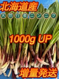 北海道産天然行者ニンニク。ロング大サイズ。山菜。鮮度味抜群。のサムネイル