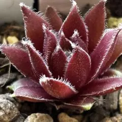Pacific Wicks Bloom 2つ センペルビウム 多肉植物 濃い紫 - メルカリ