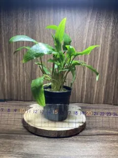 Mel様 リクエスト 2点 まとめ商品