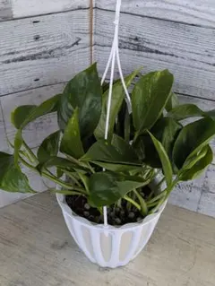 【希少・現品】人気種　ポトス　テルノゴールドジャック