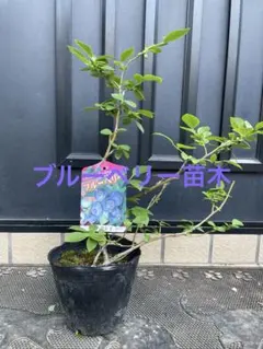 ☆素敵な色味の☆バラ 苗 La toile カフェ・モカ 最後の1鉢です