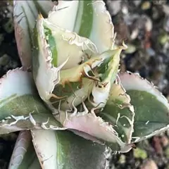 2026年最新】アガベ 親株の人気アイテム - メルカリ