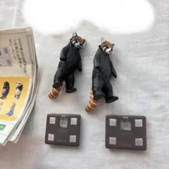 今日は何キロ？レッサーパンダ