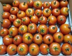 翌日着地域限定！注文順収穫!自然肥料のみ！完全無農薬！完熟手前ミニトマトのサムネイル