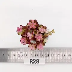 2026年最新】多肉 抜き苗 セットの人気アイテム - メルカリ