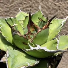 アガベ オテロイ 実生 超選抜 ちょいぶつ うねり ワシャ 検) チタノタ