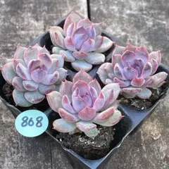 ゆうパック発送❗️よっしー様 リクエスト 4点 まとめ商品