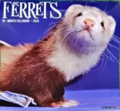 Item thumbnail for item 42c51f94-8fde-4957-9bbd-f83fcd6c714e